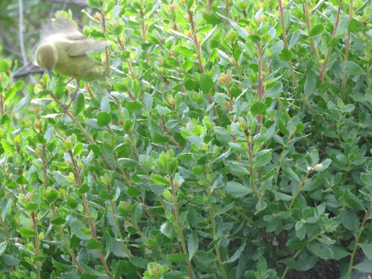 Orange-crowned warbler