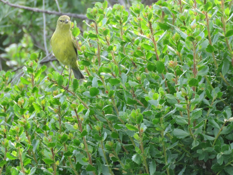Orange-crowned warbler