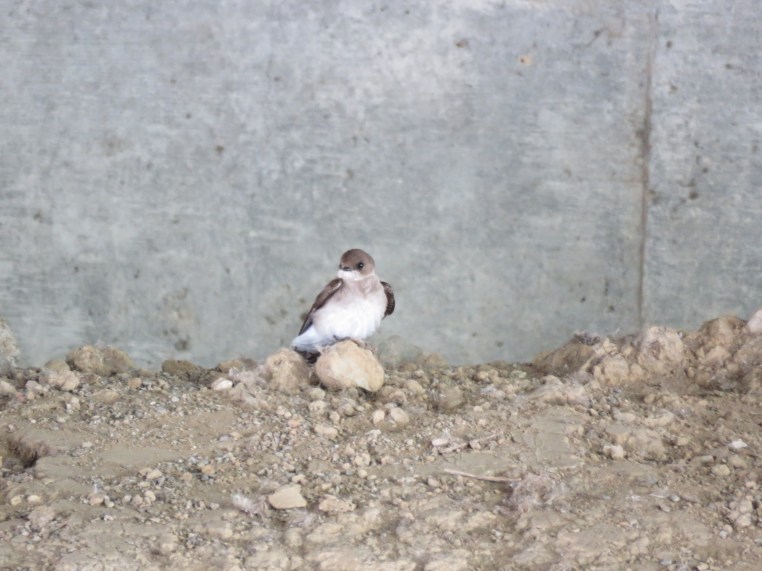 Northern Rough-winged Swallow