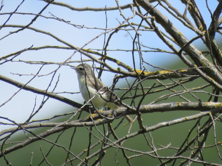 Warbling Vireo