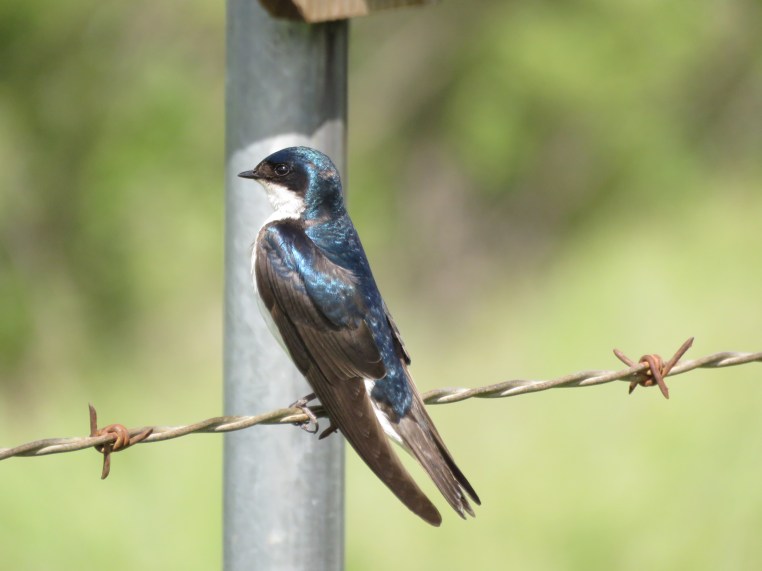 Tree Swallow