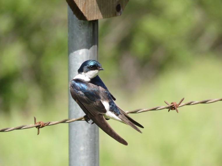 Tree Swallow