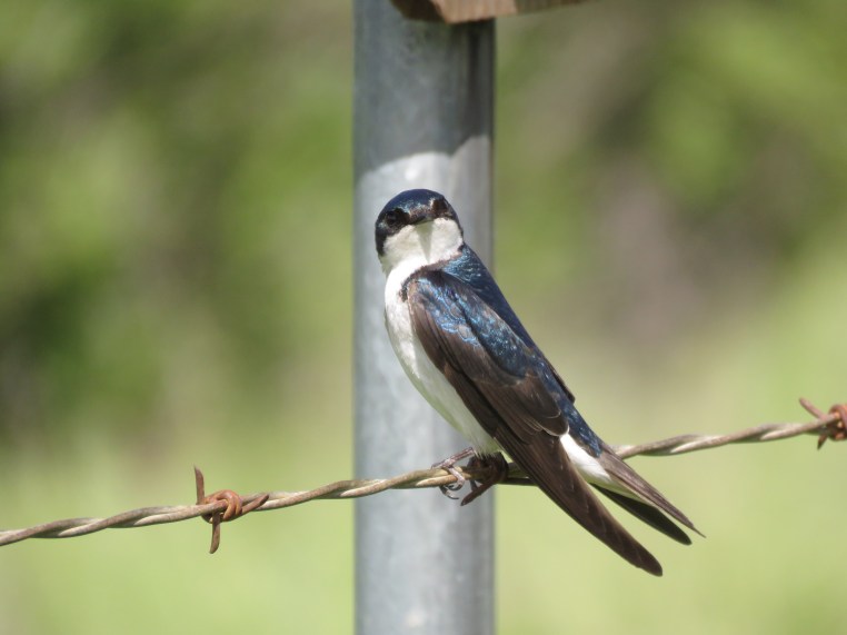 Tree Swallow