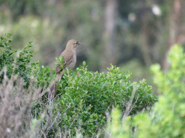 California Thrasher