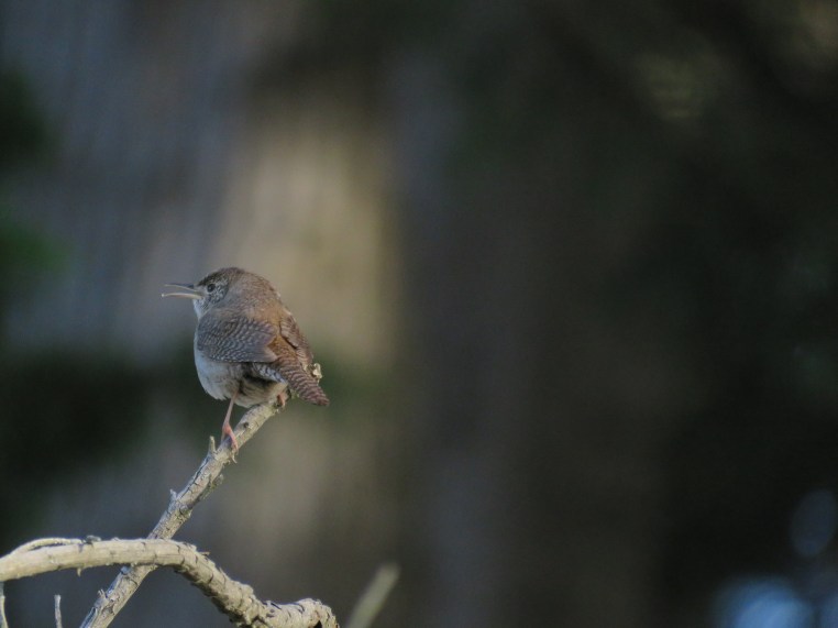 House Wren