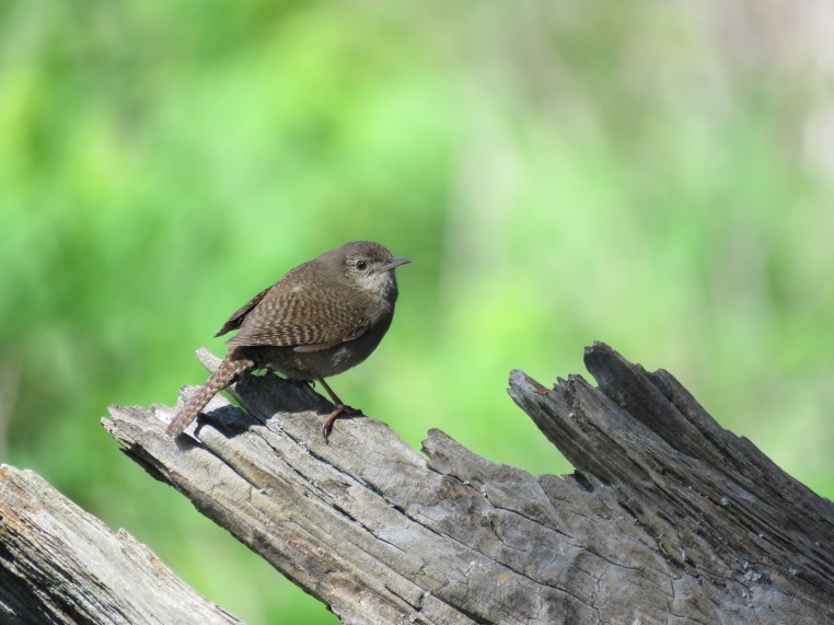 House Wren