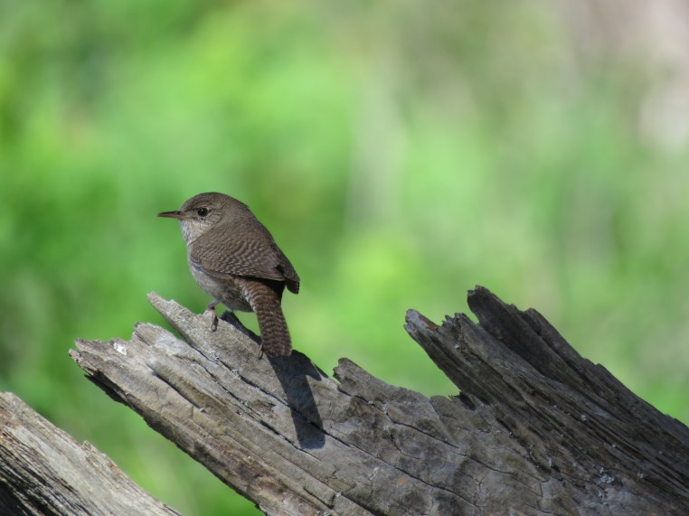 House Wren