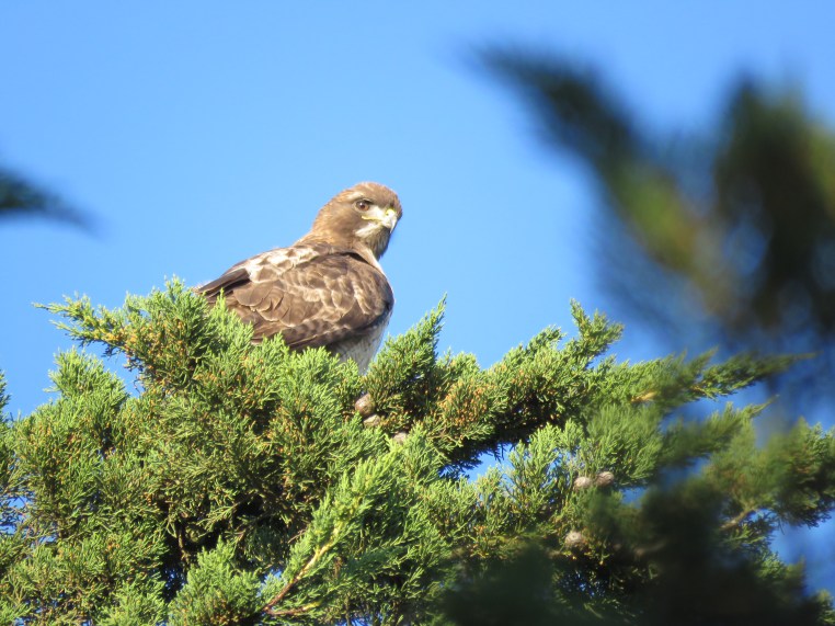 Red-tailed Hawk