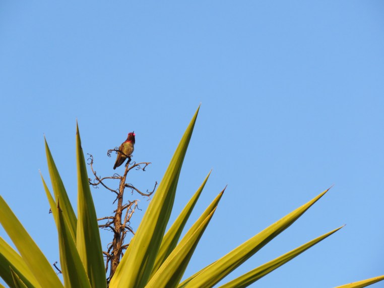 Anna's Hummingbird