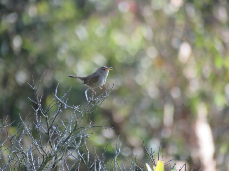 House wren