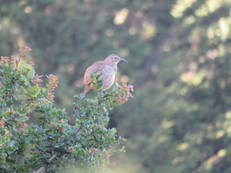 California Thrasher