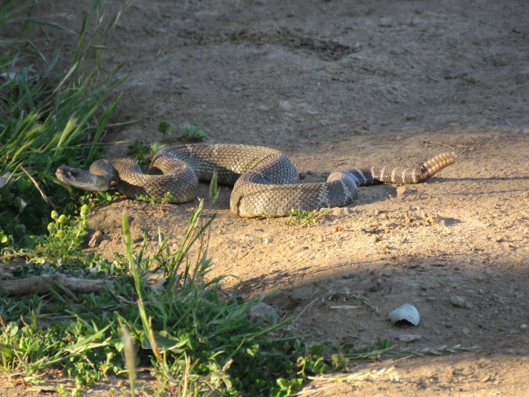 Northern Pacific Rattlesnake (3 ')