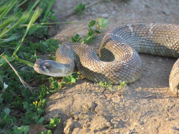 Northern Pacific Rattlesnake (3 ')