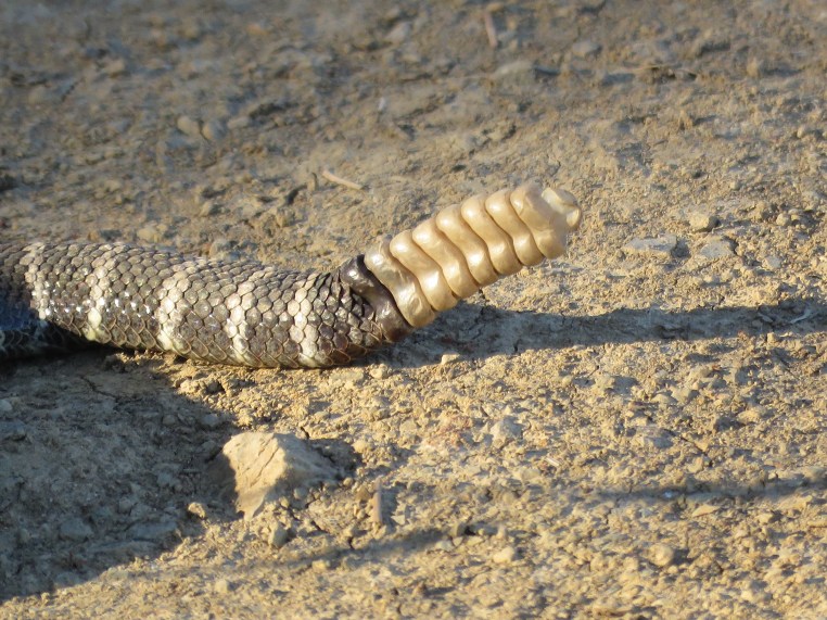 Northern Pacific Rattlesnake (3 ')