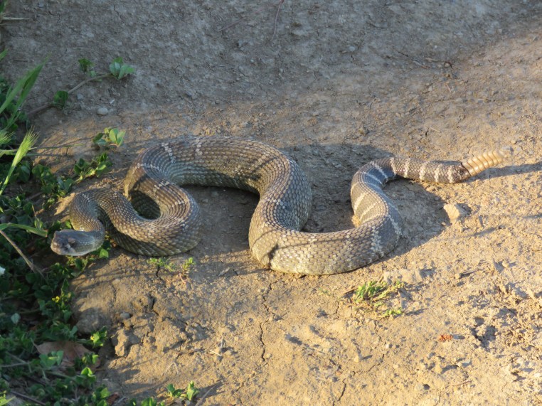 Northern Pacific Rattlesnake (3 ')