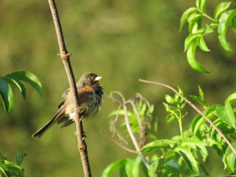 Dark-eyed junco (post-bath)