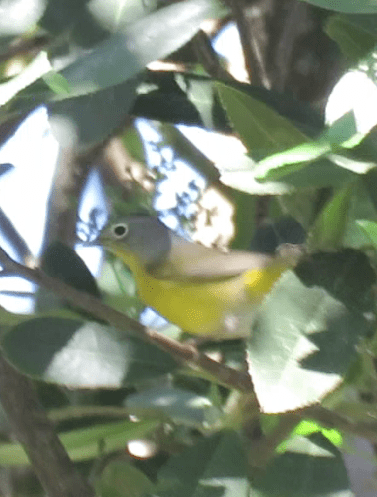 Nashville Warbler