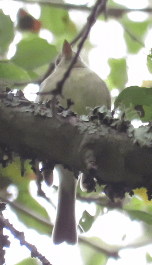 Pacific-slope flycatcher
