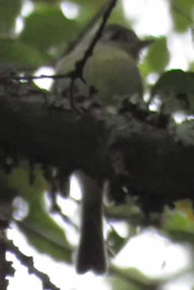 Pacific-slope flycatcher