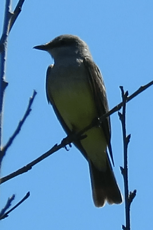 Western Kingbird