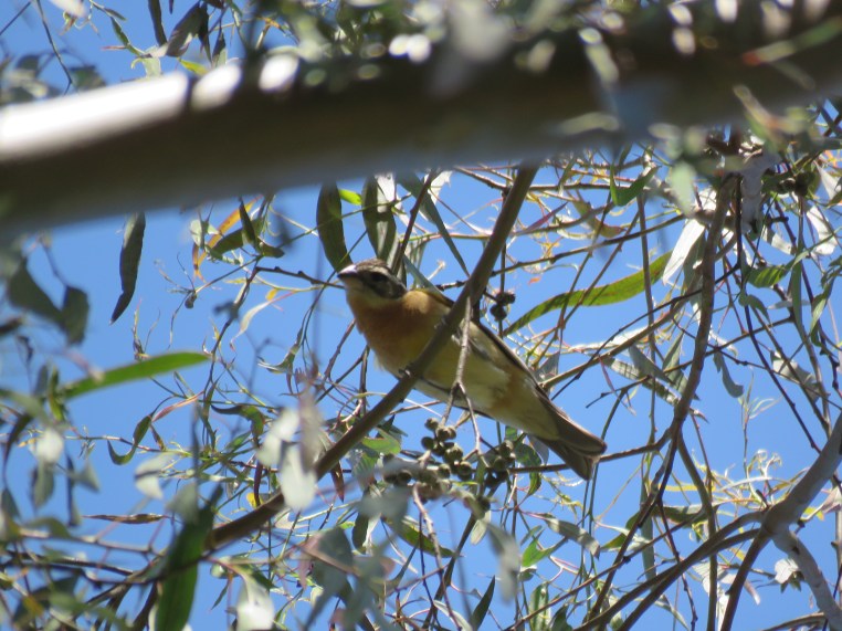 Black-headed Grosbeak