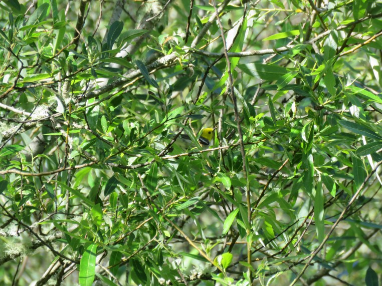 Hermit Warbler