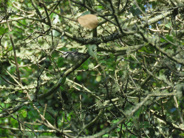 Black-throated gray warbler