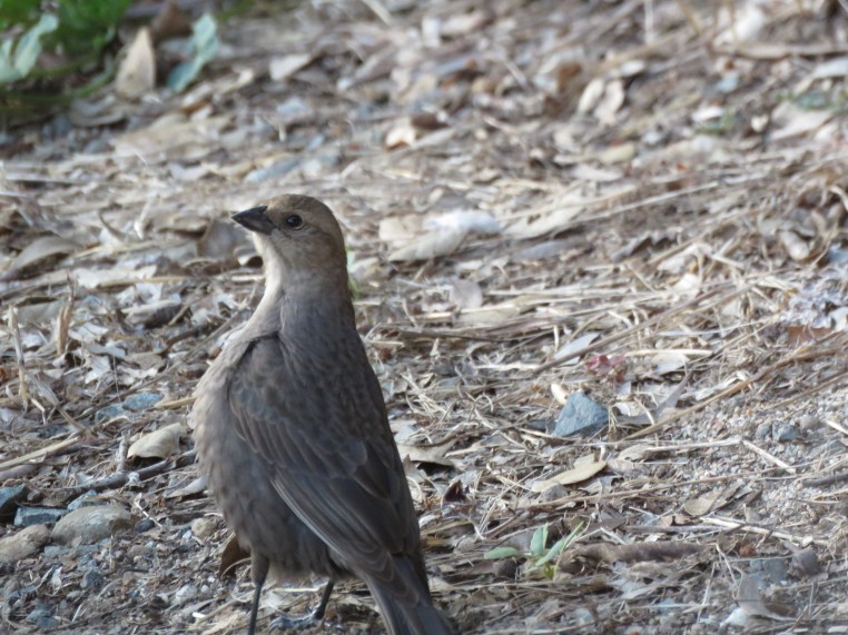 Brewer's blackbird