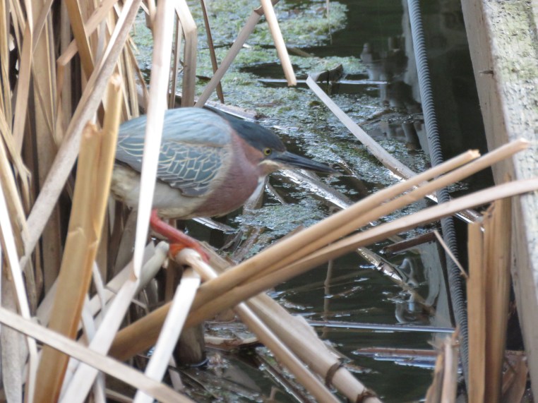 Green heron