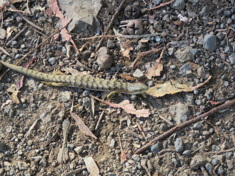 California Alligator Lizard