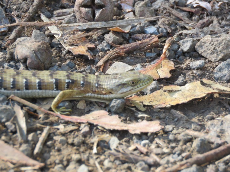 California Alligator Lizard