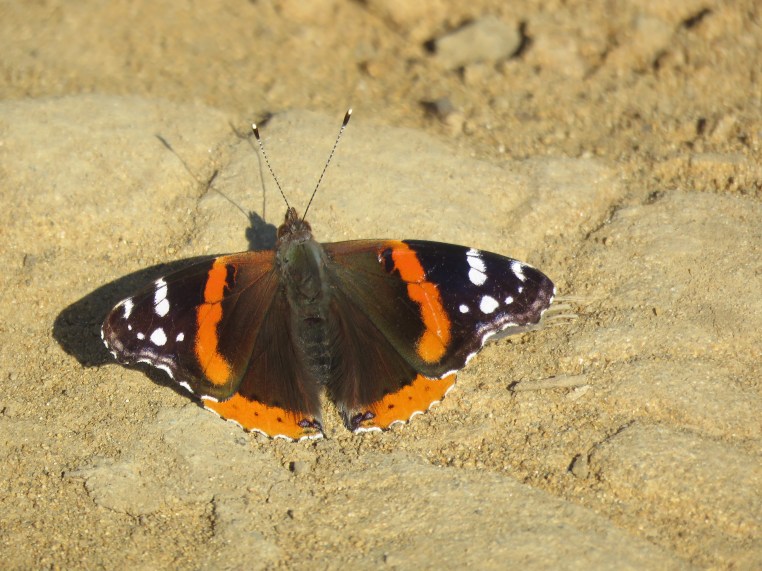 Red Admiral