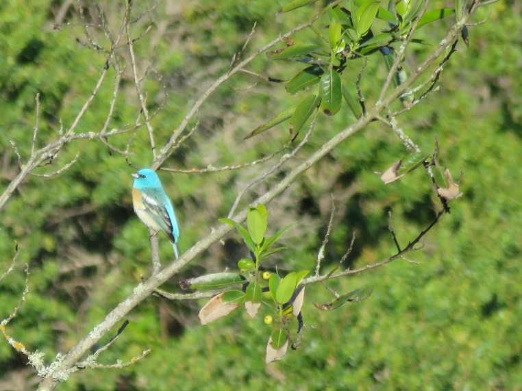Lazuli Bunting