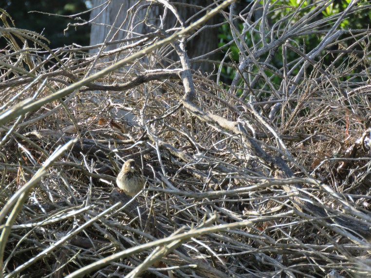 Song Sparrow (juvenile)