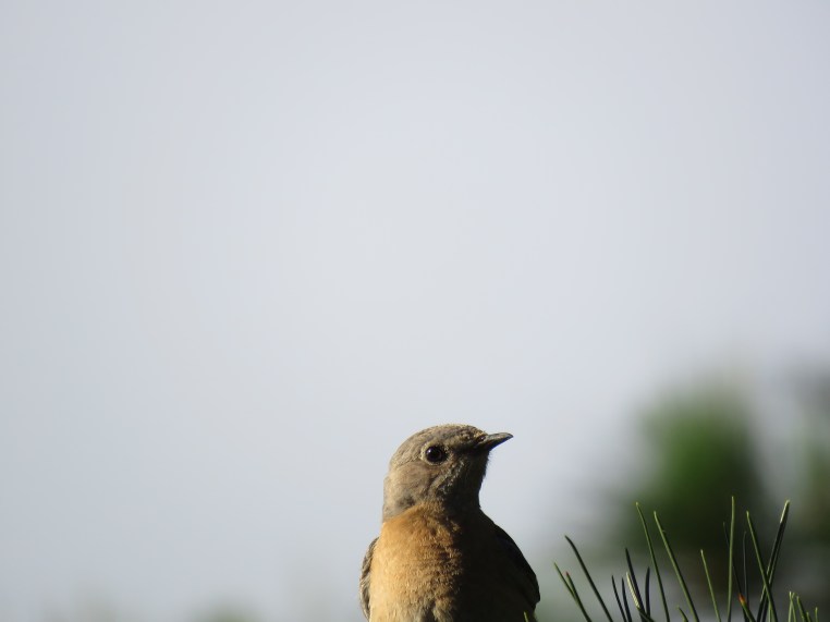 Western Bluebird