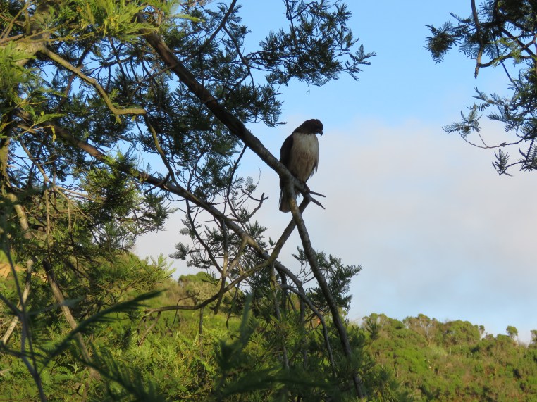 Red-tailed hawk