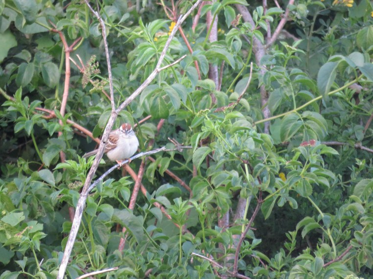 Chipping Sparrow