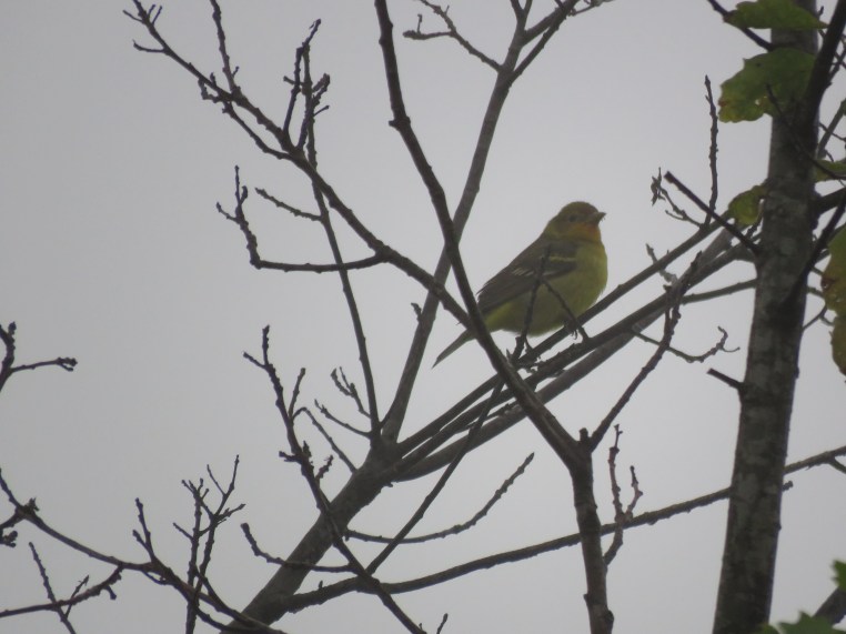 Western tanager