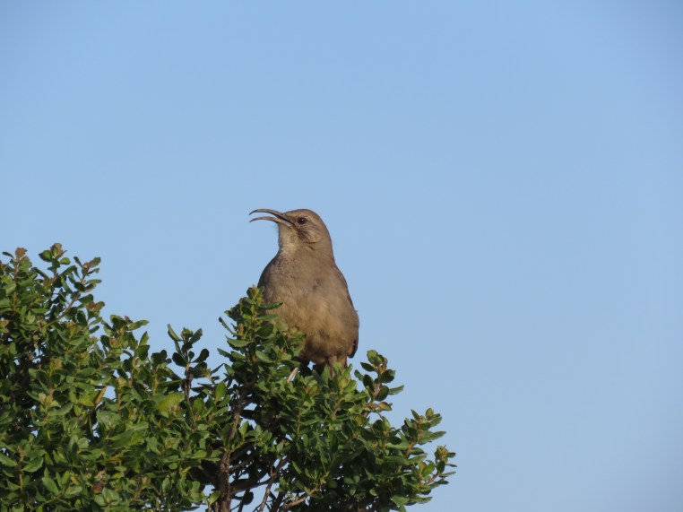California Thrasher