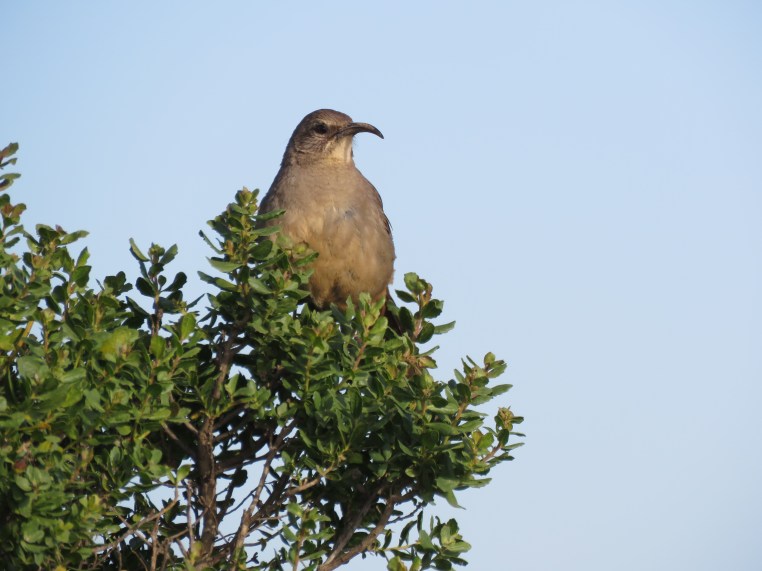 California Thrasher