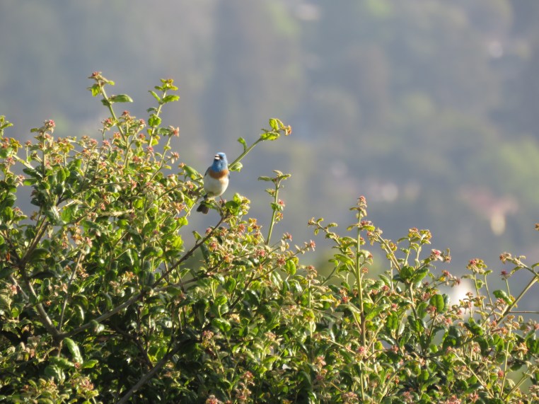 Lazuli Bunting