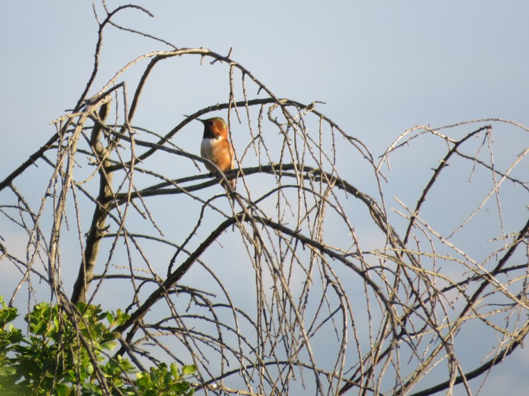Selasphorus hummingbird