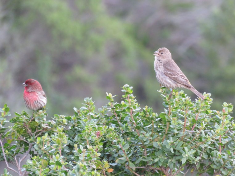 House finch