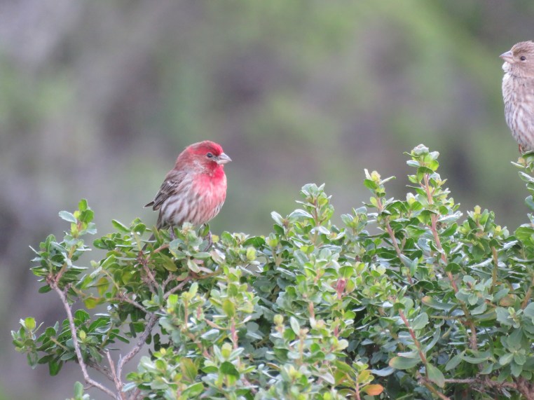 House finch