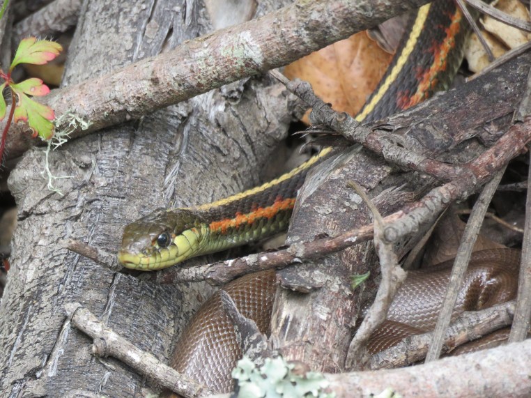 Coast or Western Terrestrial Gartersnake with Northern Rubber Boa