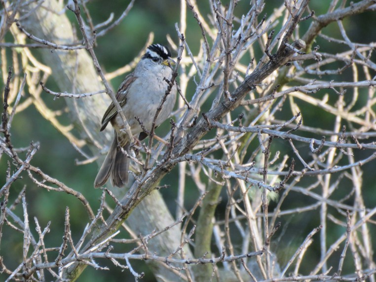 White-crowned sparrow