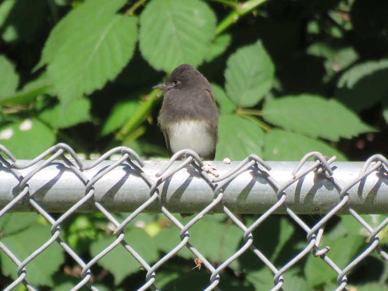 Black Phoebe