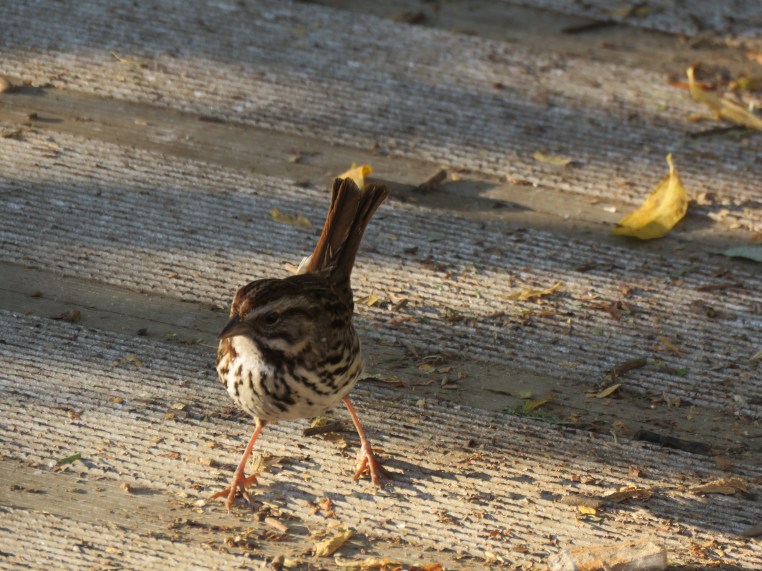Song Sparrow
