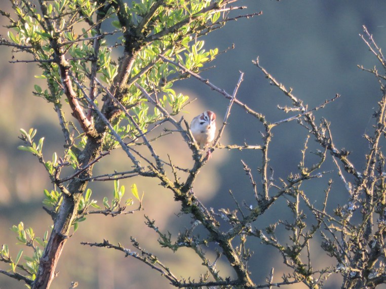Lark Sparrow
