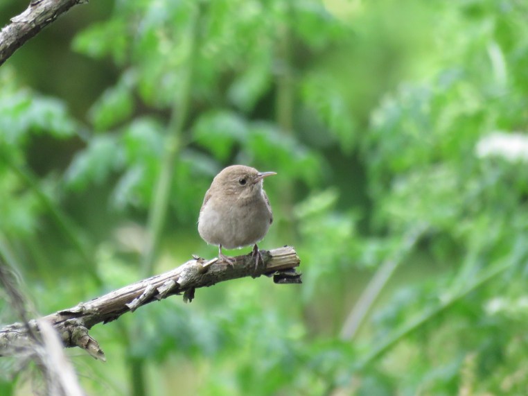 House Wren